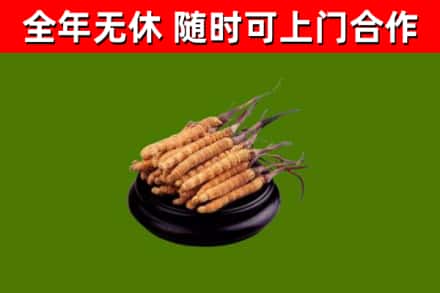 青云谱区烟酒回收冬虫夏草.jpg